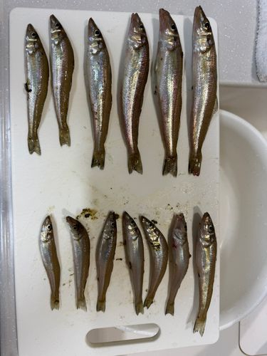 キスの釣果