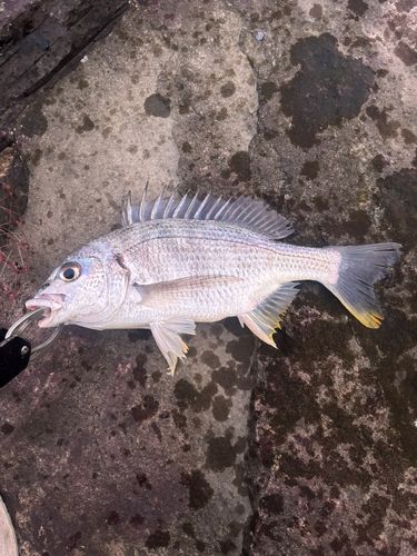 キビレの釣果