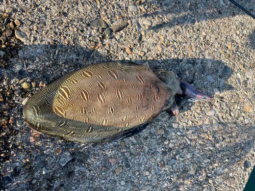 モンゴウイカの釣果