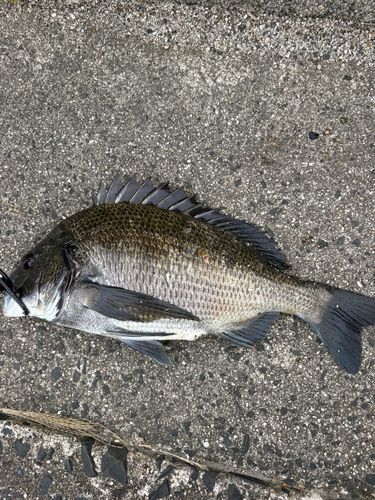チヌの釣果