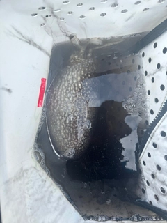 シリヤケイカの釣果