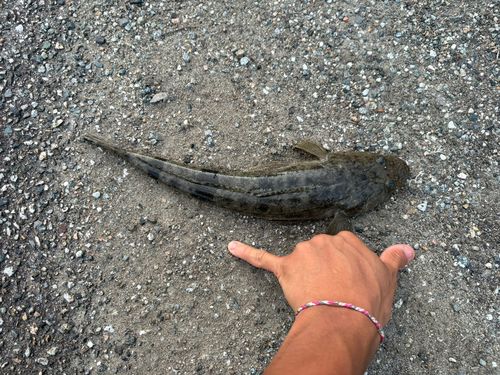 コチの釣果
