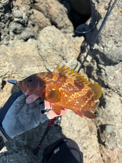 キジハタの釣果