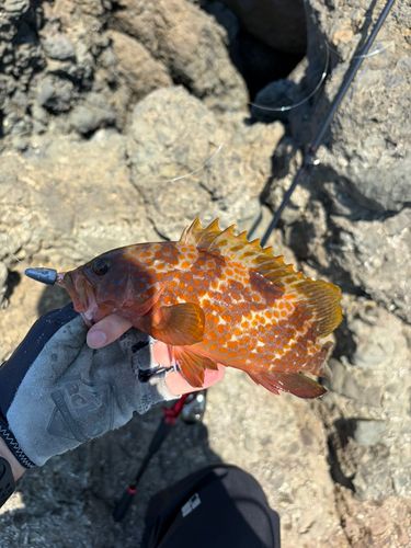 キジハタの釣果