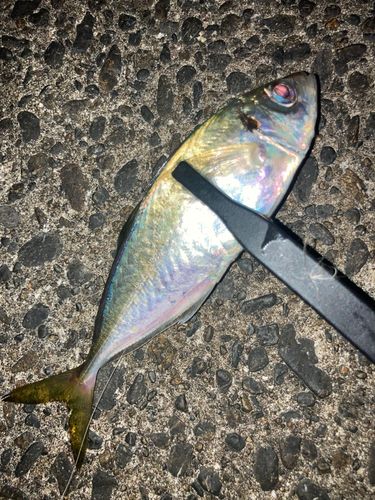 マアジの釣果