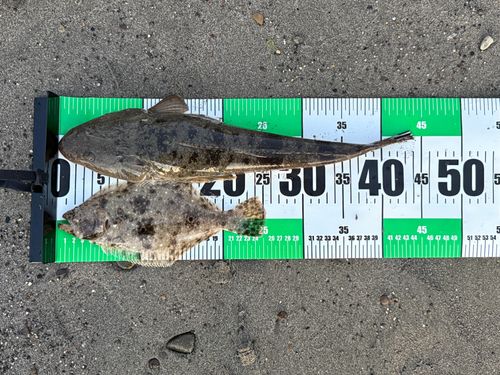 マゴチの釣果