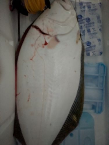 ヒラメの釣果