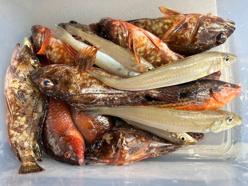 シロギスの釣果