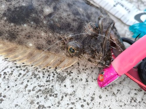 ヒラメの釣果