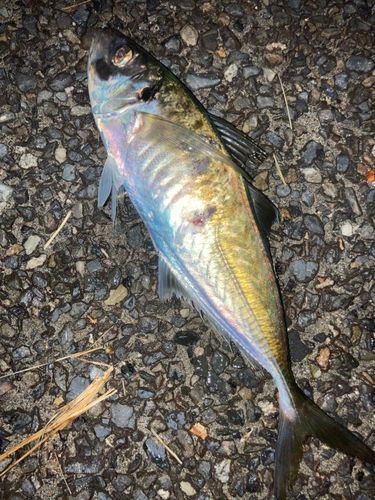 マアジの釣果