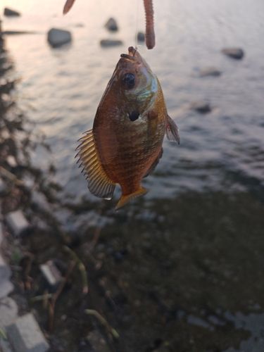 ブルーギルの釣果