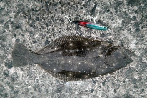 ソゲの釣果