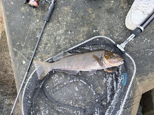 アブラコの釣果