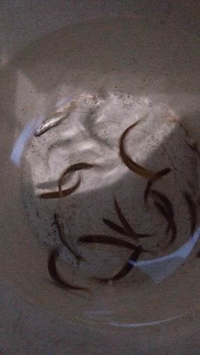 アユの釣果