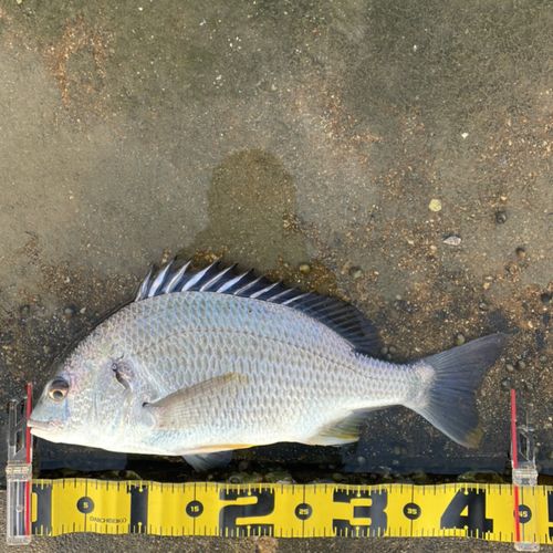 クロダイの釣果