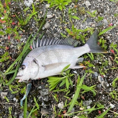 キビレの釣果