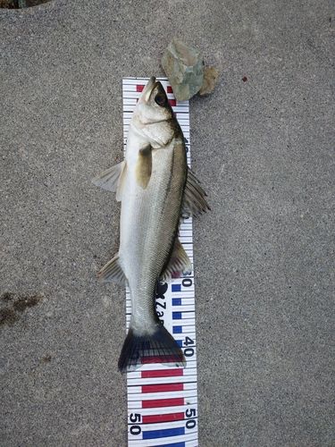 スズキの釣果