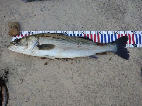 スズキの釣果