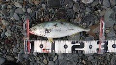 ワカシの釣果