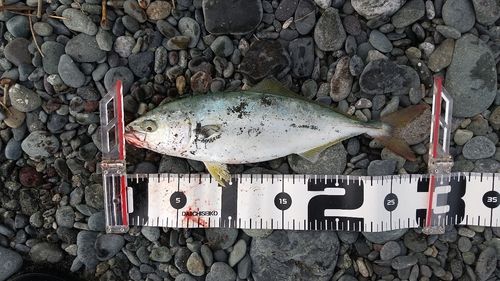 ワカシの釣果
