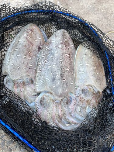 モンゴウイカの釣果