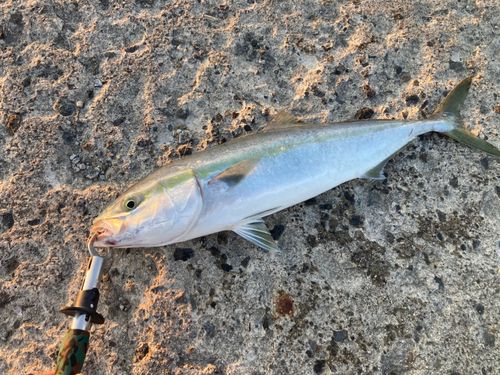 ワラサの釣果