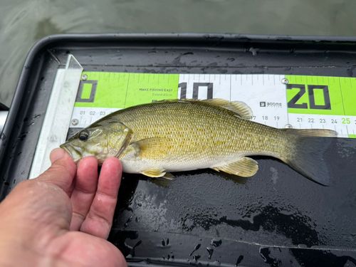 スモールマウスバスの釣果