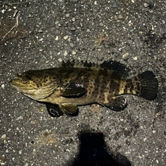 チャイロマルハタの釣果