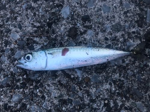 サバの釣果