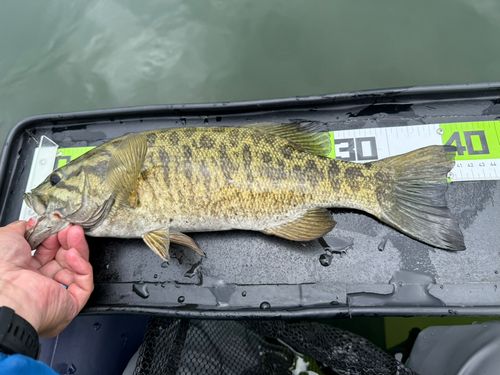 スモールマウスバスの釣果