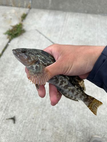 アイナメの釣果