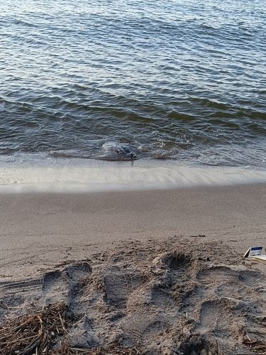 エイの釣果