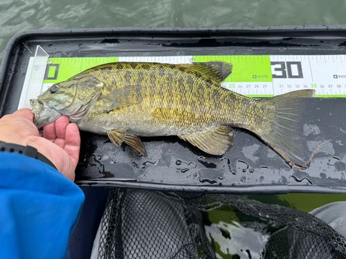 スモールマウスバスの釣果