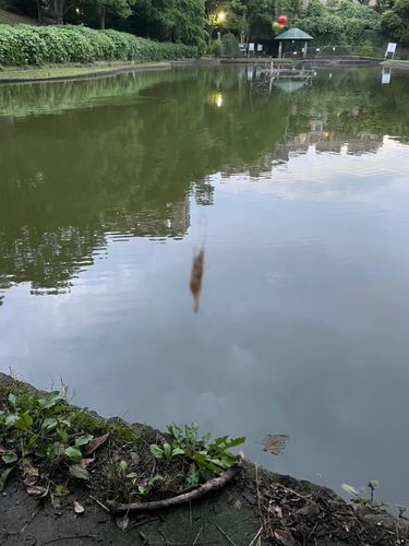 エビの釣果