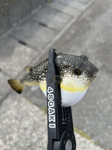 フグの釣果