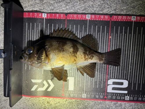 メバルの釣果