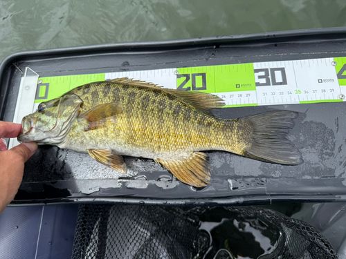 スモールマウスバスの釣果