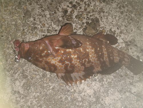 キジハタの釣果