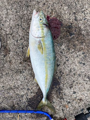 ハマチの釣果