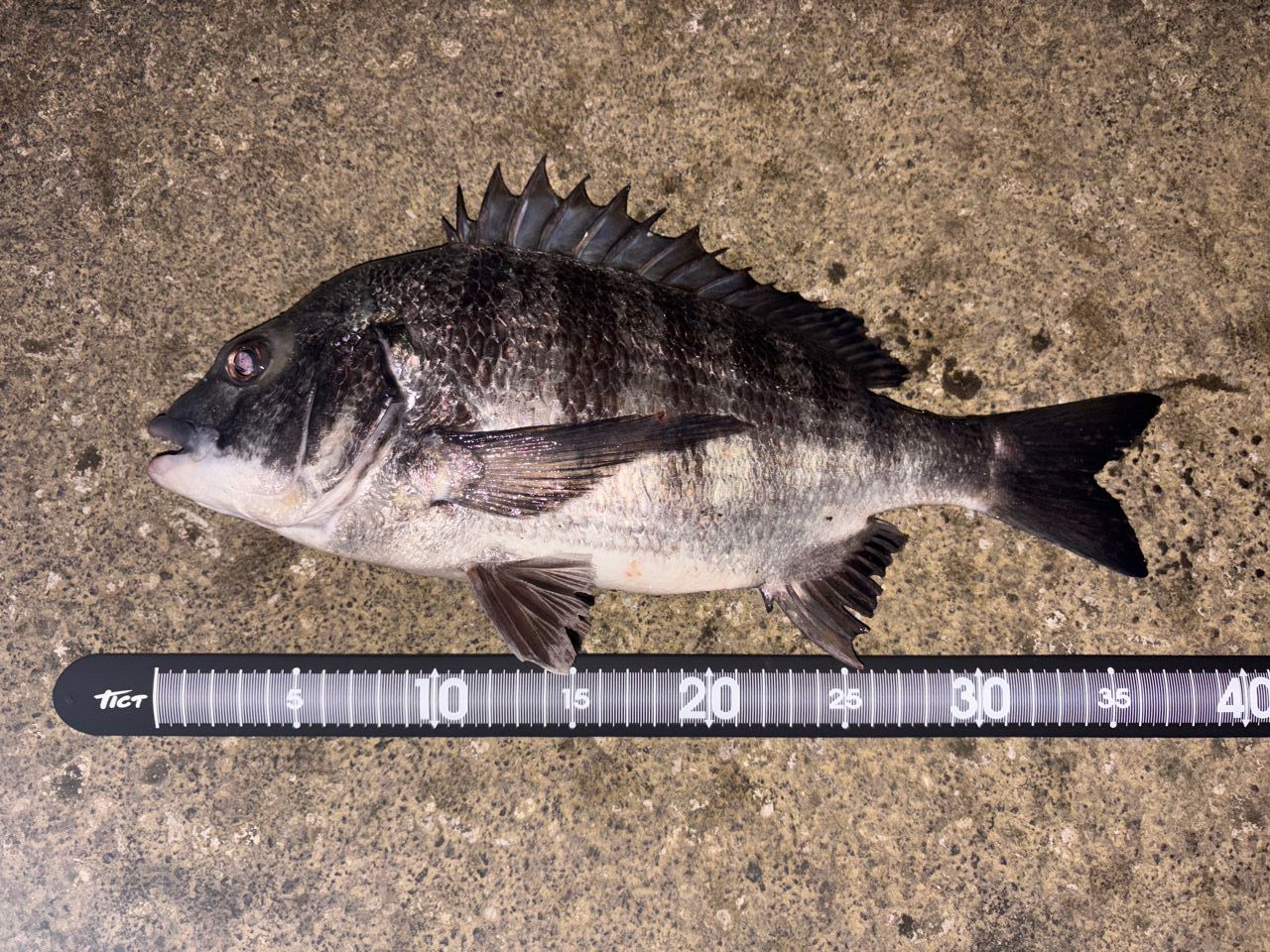 SHIMANO 23ソアレ BB アジング S610L-Sの最安値・インプレ・釣果
