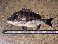 クロダイの釣果