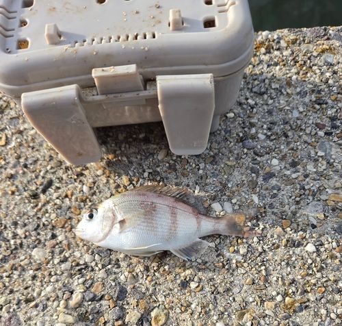 チャリコの釣果