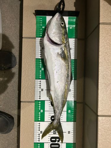 イナダの釣果