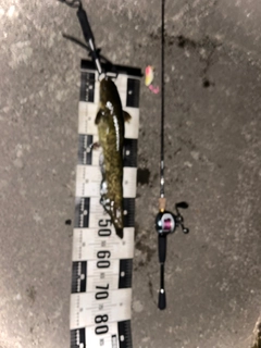 ナマズの釣果