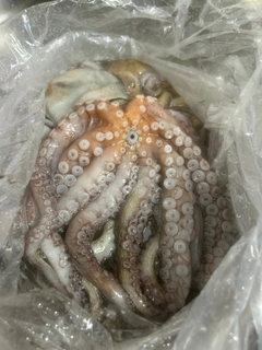 タコの釣果