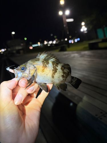 アカメバルの釣果