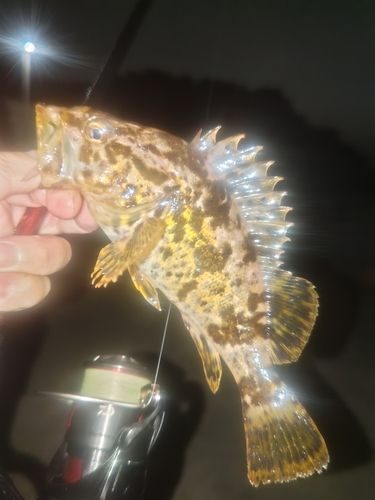 タケノコメバルの釣果