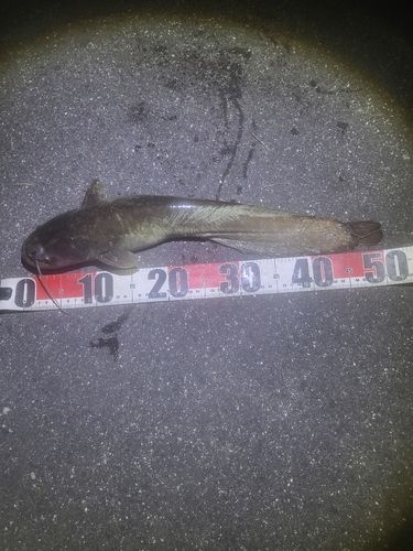 ナマズの釣果