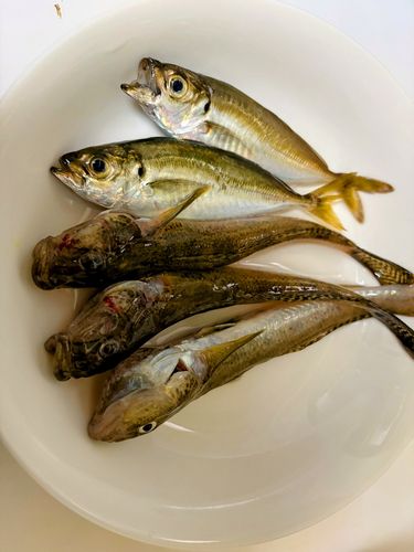 ハゼの釣果