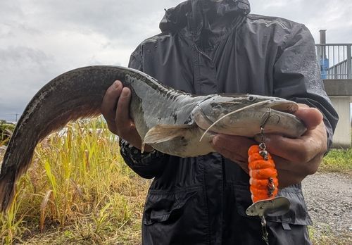 ナマズの釣果